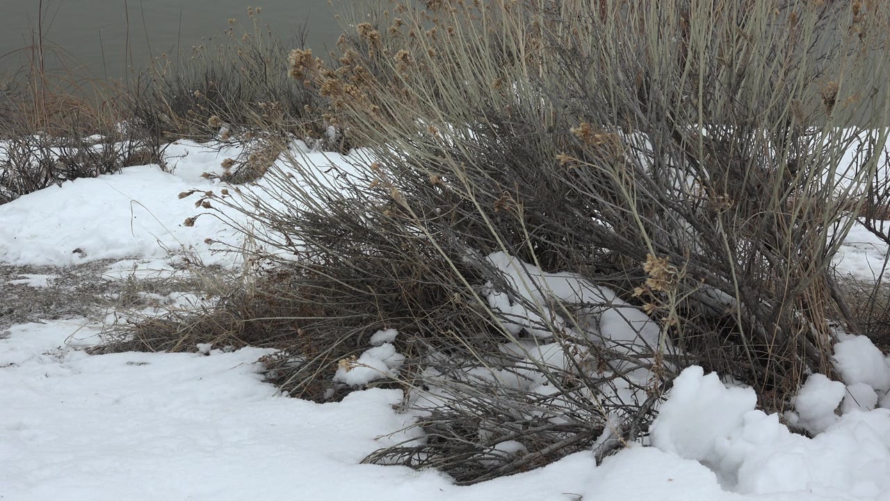 Snow-covered ground and leafless shoreline brush in Westminster, Colorado, with gray water behind the reeds and no visible people.