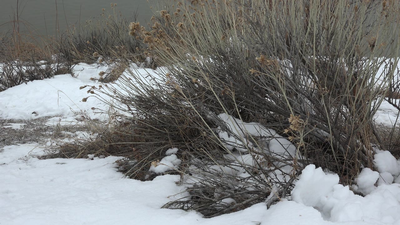 A low view of snow piled around dry brush at the edge of gray water in Westminster, Colorado, with no visible people or animals in the foreground.