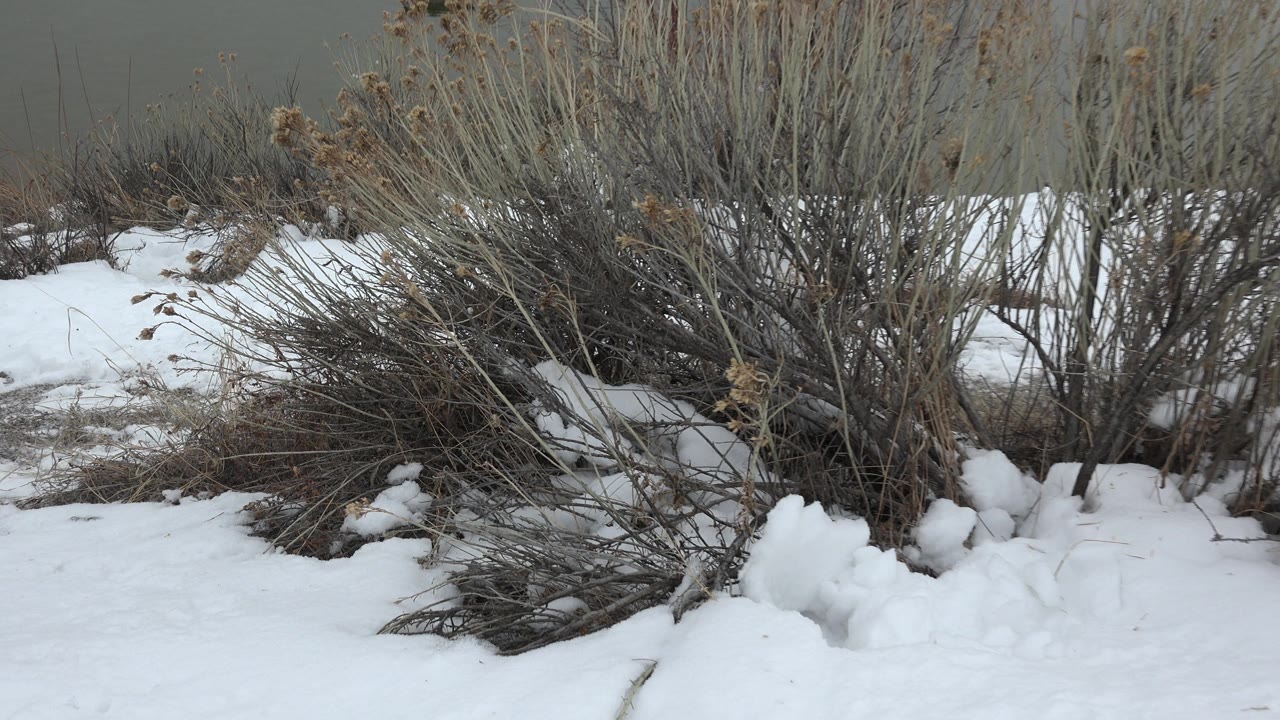 Dry reeds and shrubs rising from snow beside water.