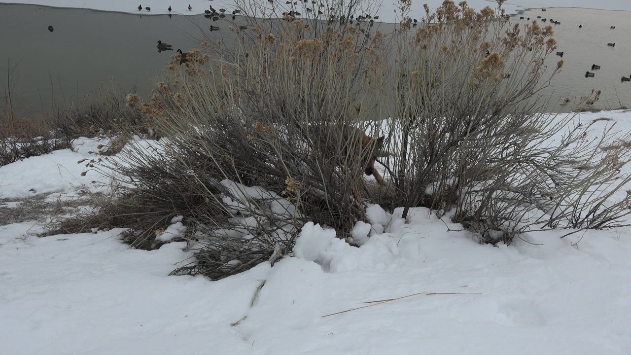 Snowy shrubs beside a gray pond with birds on the water