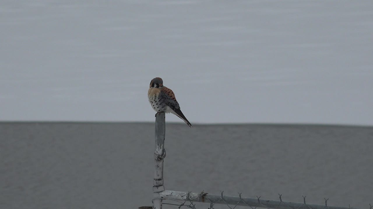At 0:00 in Westminster, Colorado, a small brown and speckled bird rests on a pale metal post above a chain-link fence, with gray water and sky behind it and no visible people.