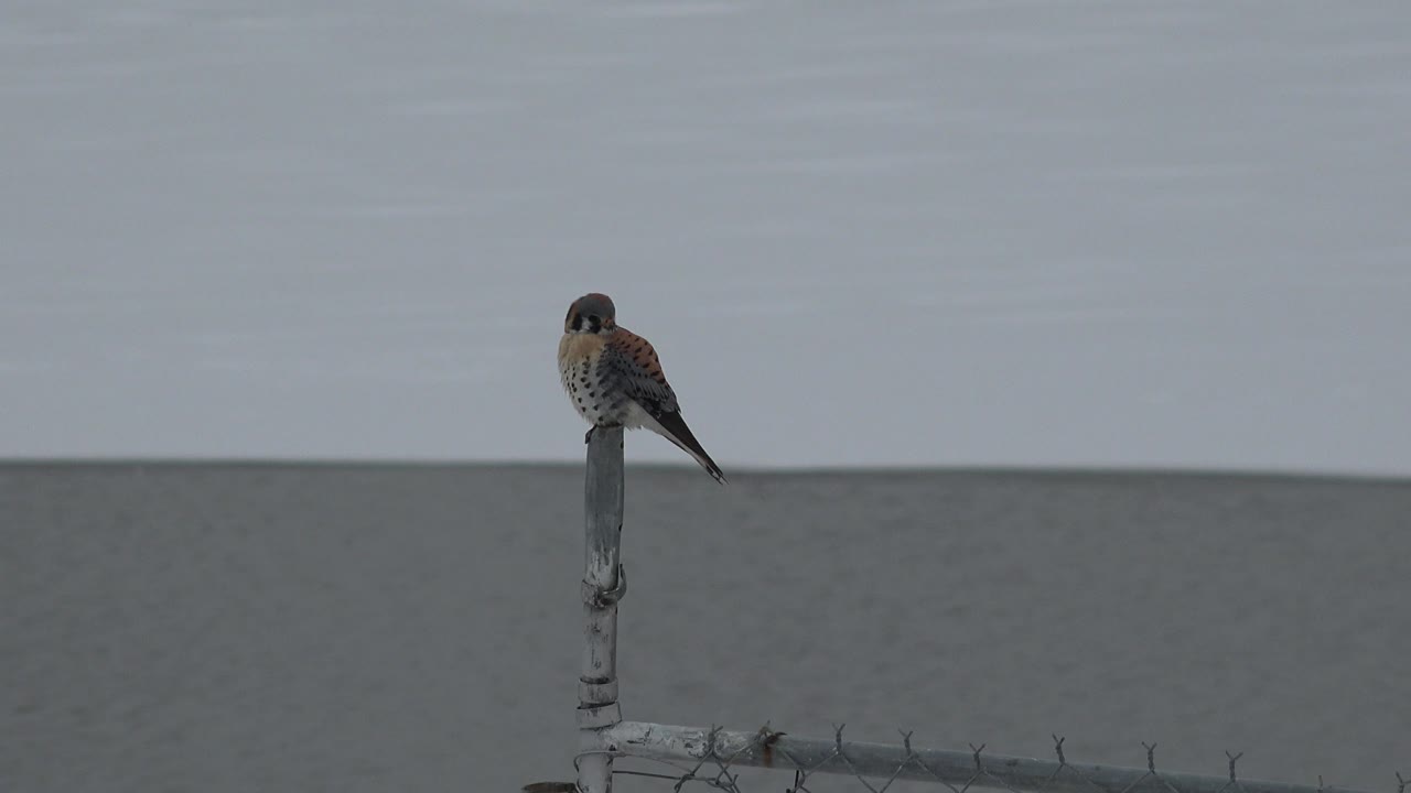 At 0:01 in Westminster, Colorado, the perched bird holds nearly the same position on the metal post while the chain-link fence runs along the lower edge and no visible people appear.