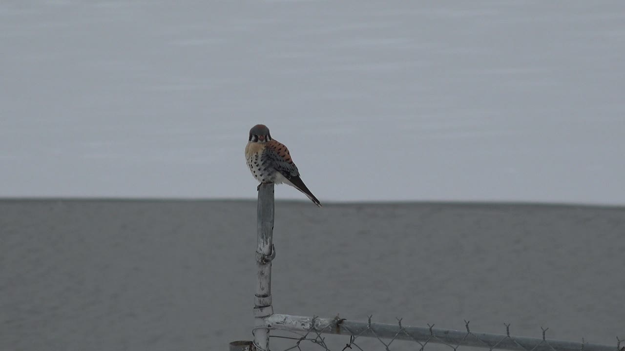 Speckled bird on a metal post with open gray water across the background.