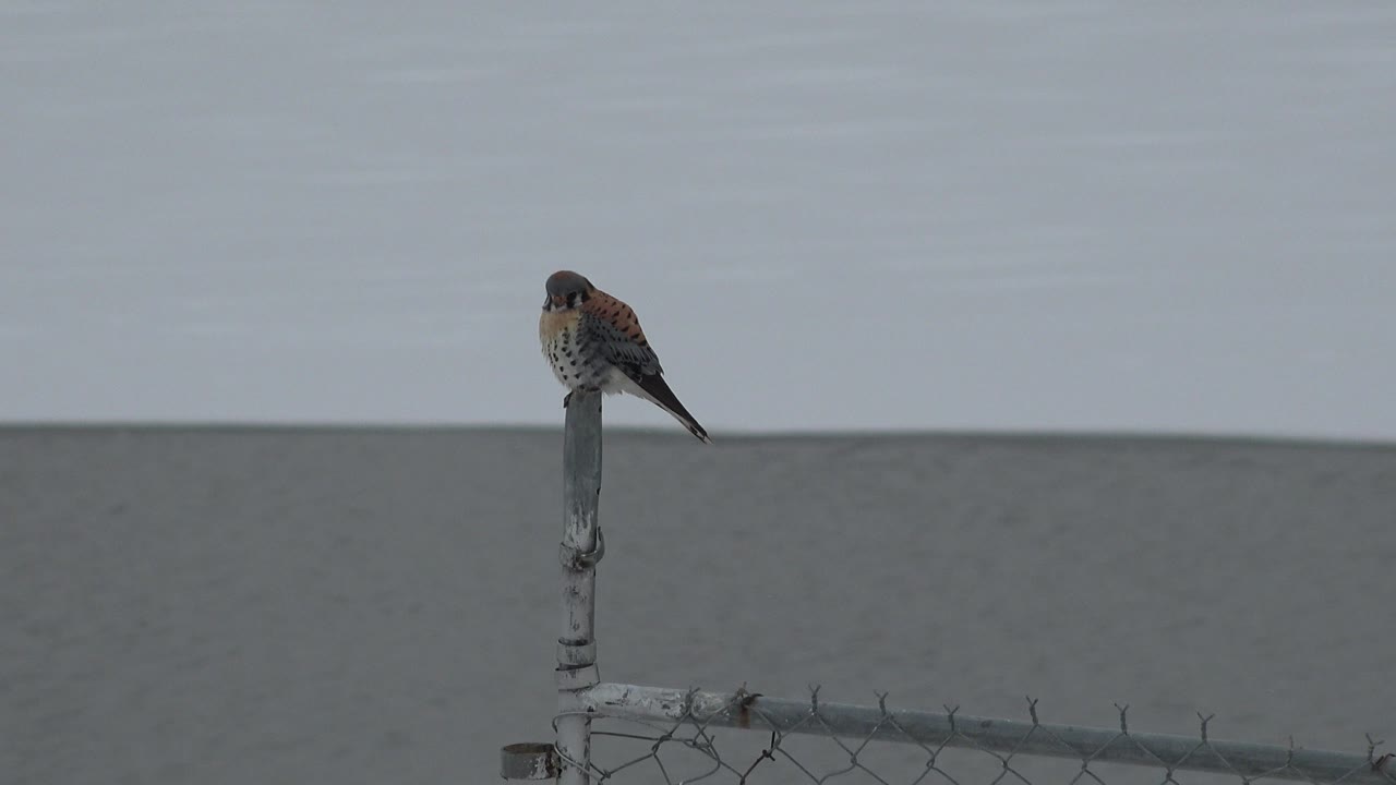 Hawk perched on a wooden fence post against a gray background.