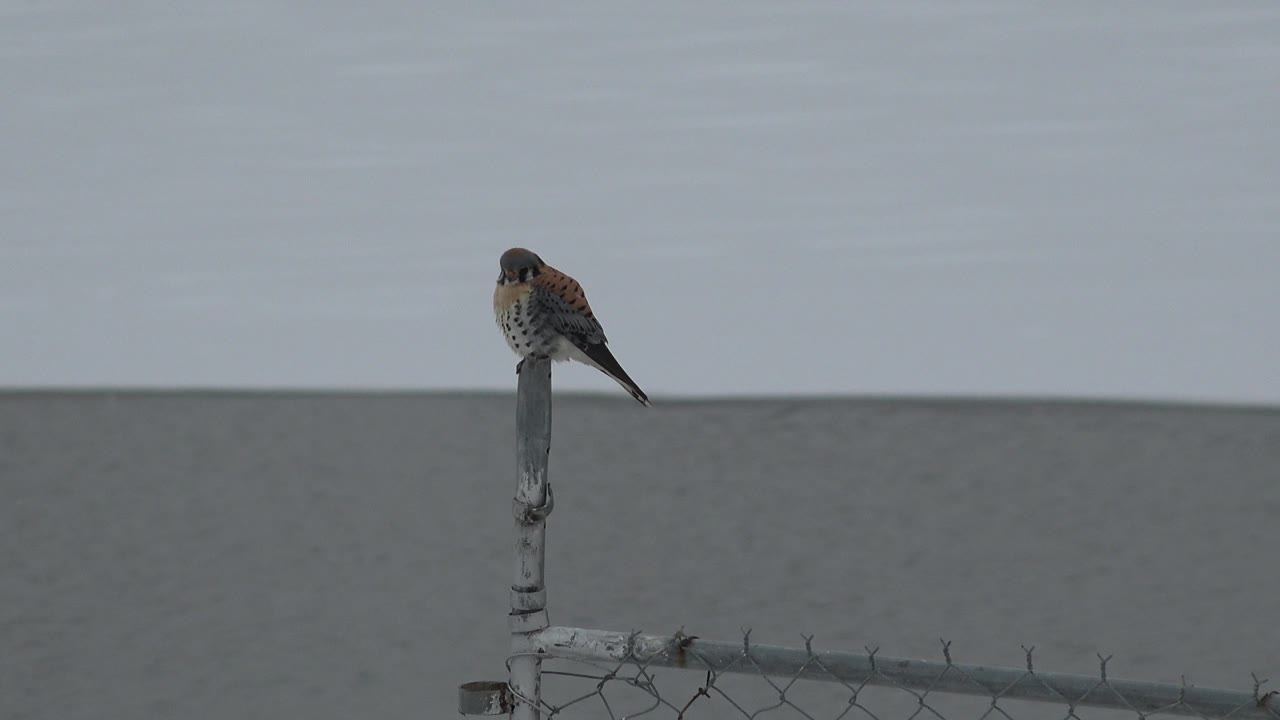 One second in, the hawk remains perched on the same wooden post in Westminster, Colorado, above the chain-link fence and empty gray backdrop, with no visible people.