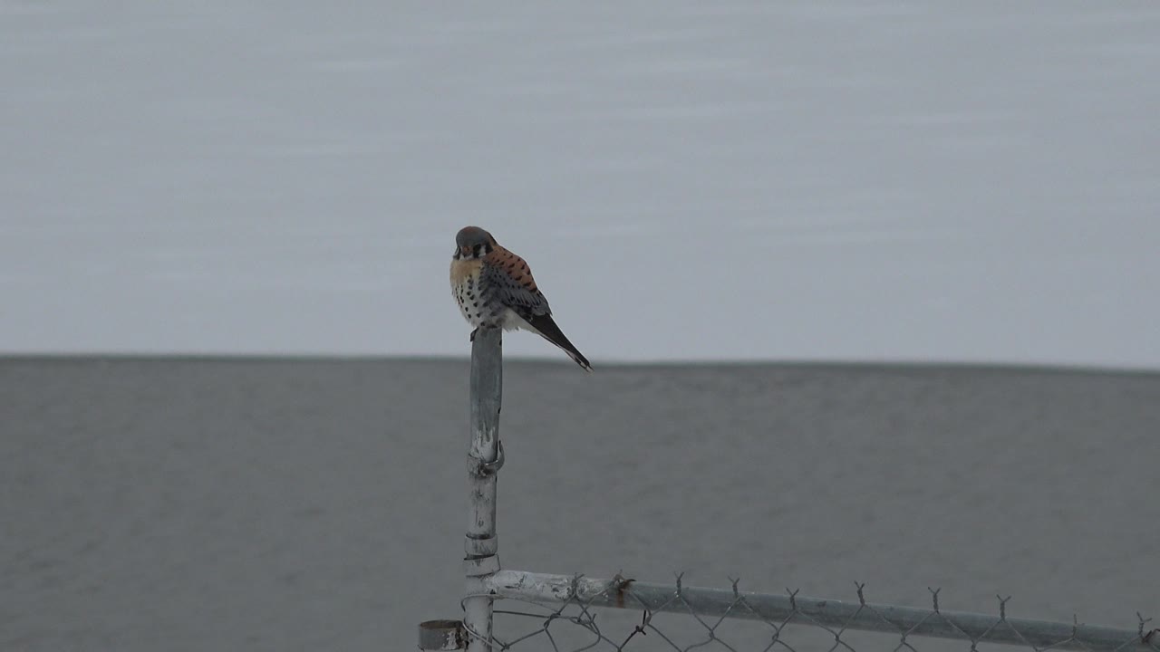 At 0:00, a brown, black, and pale bird perches on a weathered fence post near water in Westminster, Colorado, with chain-link fencing below and no visible people.