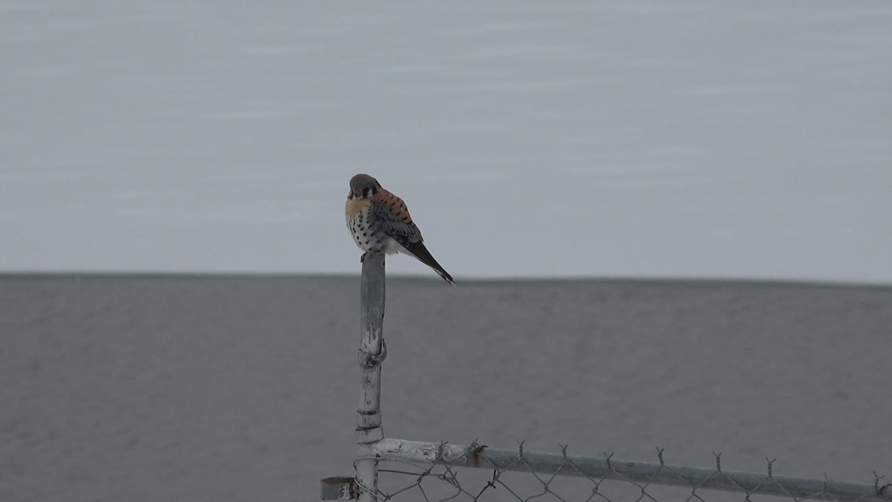 Small bird on fence post with water behind it.