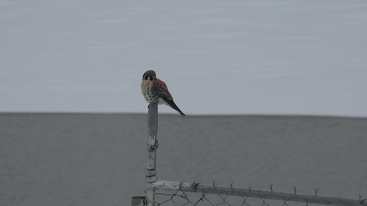 A small bird perches on a vertical iron post above chain-link fencing in Westminster, Colorado, with a gray sky behind it and no visible people.
