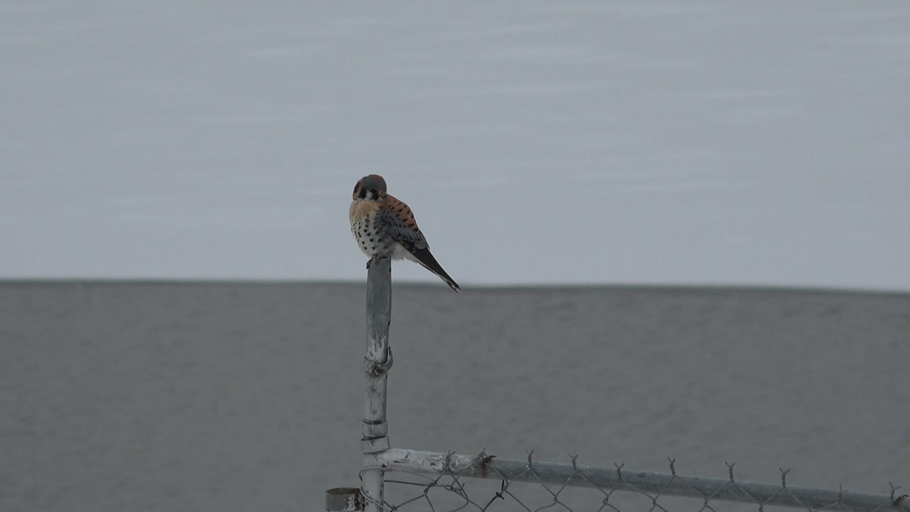 The bird stays balanced on the top of the iron post in Westminster, Colorado, with the chain-link fence cutting across the lower frame and no visible people.