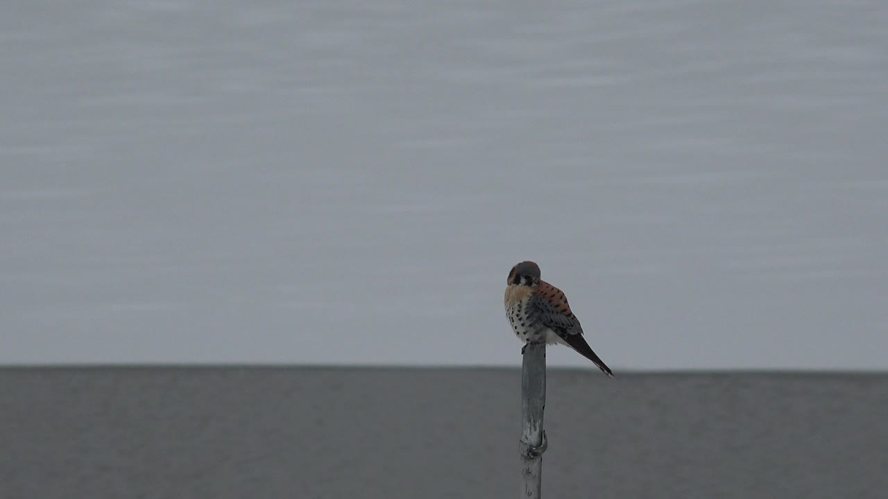 At the start of the Westminster, Colorado clip, a small brown, white, and yellow bird rests on a narrow post with gray water and pale sky behind it, no visible people.