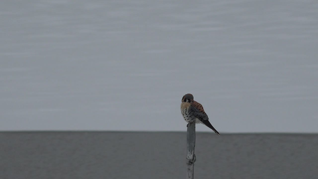 One second in, the small bird remains perched on the post in Westminster, Colorado, facing slightly toward camera with open gray water behind it and no visible people.