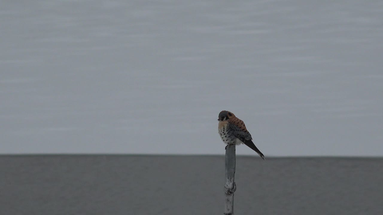 At 0:00, a small bird perches upright on a narrow pole in Westminster, Colorado, with a pale gray sky above and no visible people.