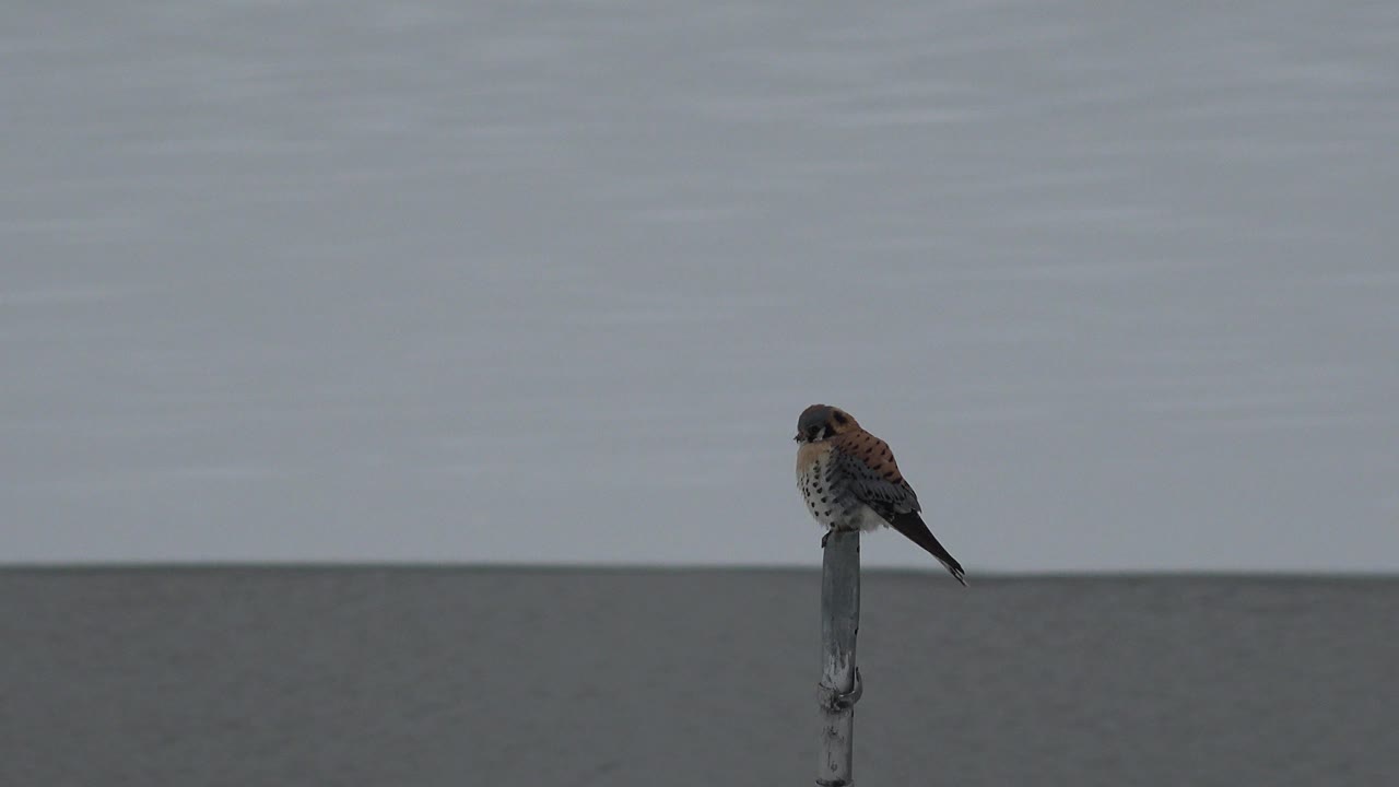 At 0:01, the bird stays on the pole in Westminster, Colorado, with muted gray light and no visible people in the open frame.