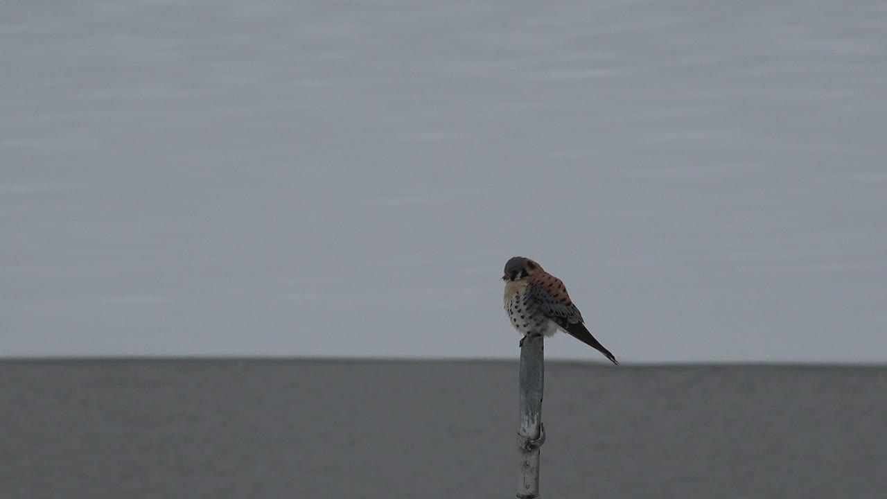 Small bird on a pole, set against a pale sky and darker strip behind it.