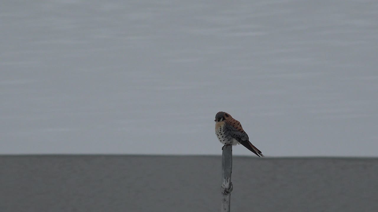 Peregrine falcon perched on a gray pole under overcast sky.