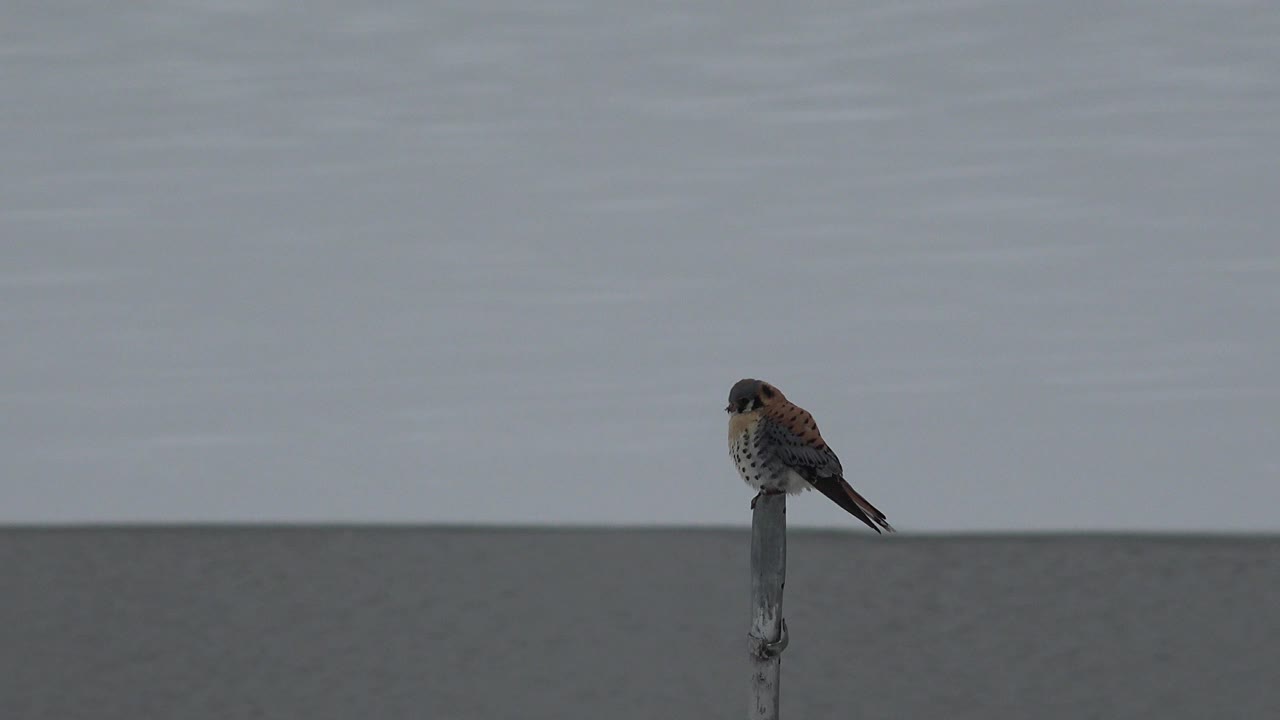 The falcon remains perched on the same gray pole in Westminster, Colorado, slightly angled to one side beneath flat overcast light, with no visible people.