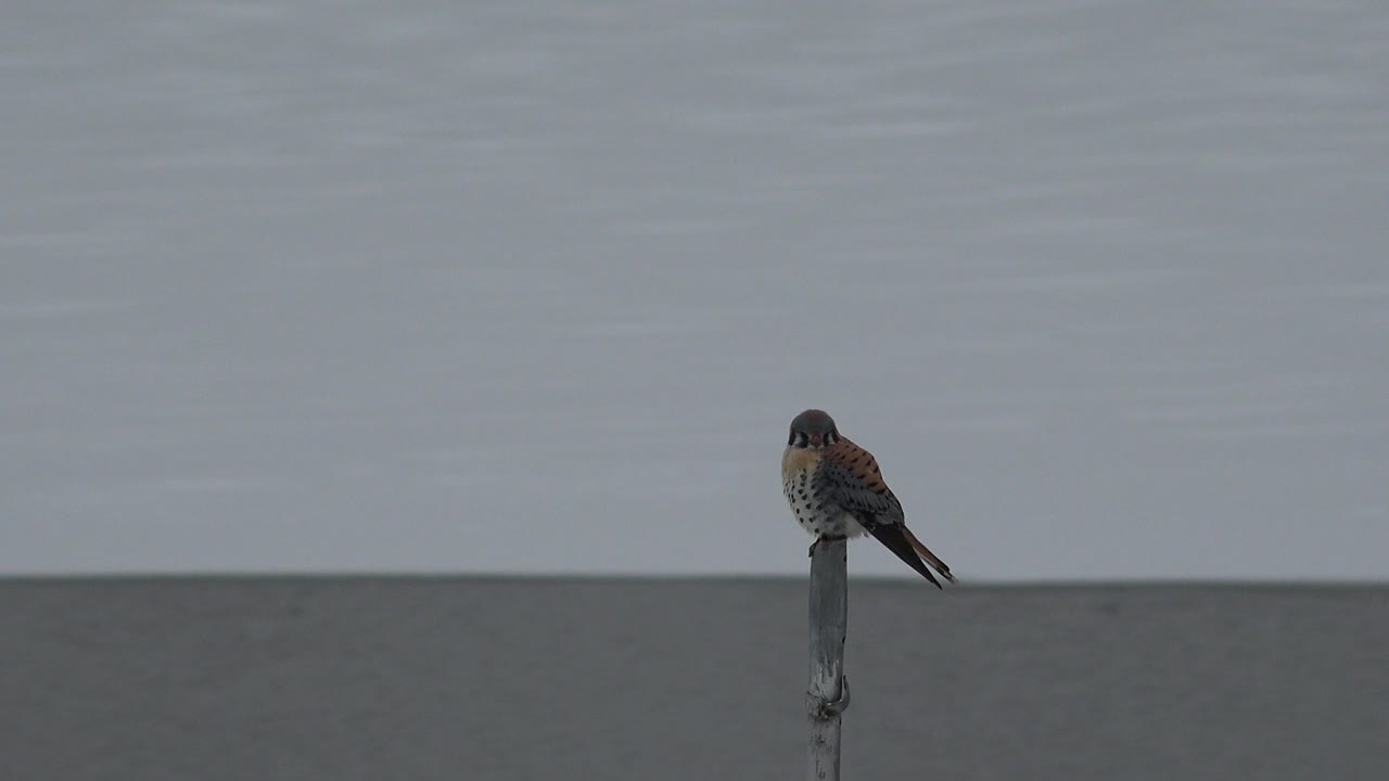 A small brown and gray bird perches on a narrow metal pole in Westminster, Colorado, with a muted gray waterline behind it and no visible people.