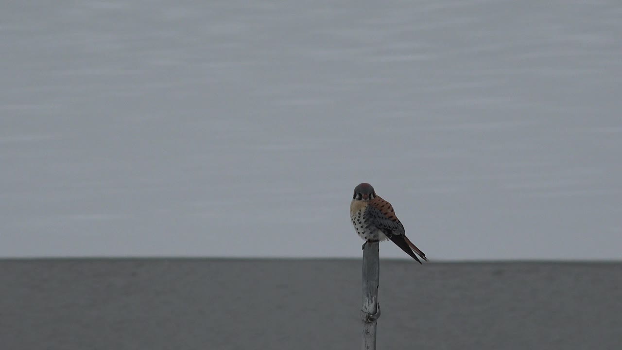 The bird remains perched on the slim pole in Westminster, Colorado, facing more toward the camera with a flat gray background and no visible people.