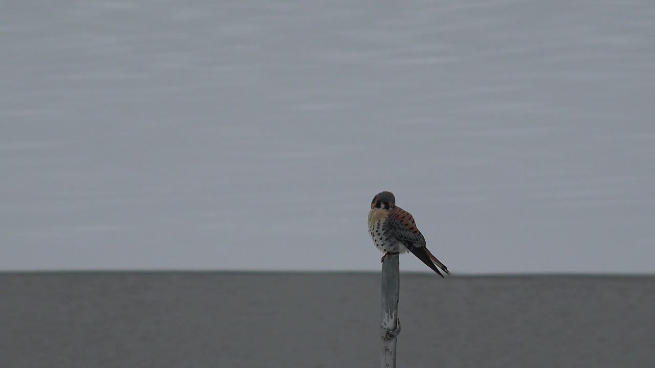 Small bird on pole with tail angled to the right.