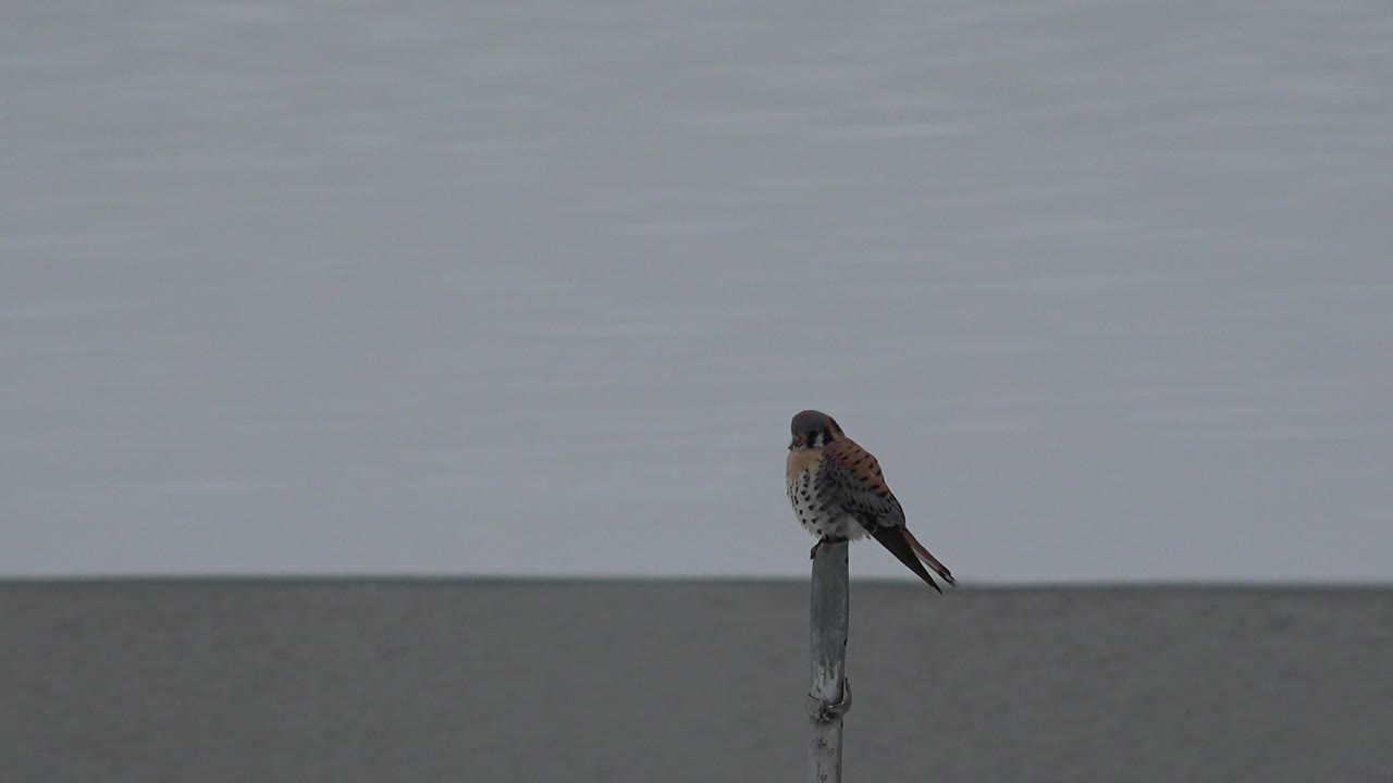 A small brown bird perches on a narrow post above gray water in Westminster, Colorado, with a muted horizon and no visible people.