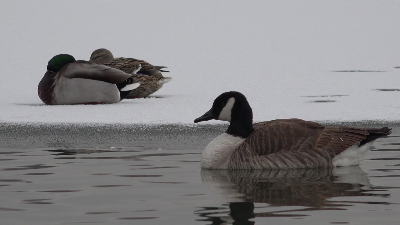 At 0:00, a Canada goose floats in dark pond water in Westminster, Colorado while mallards rest on the snowy bank behind it, with no visible people.