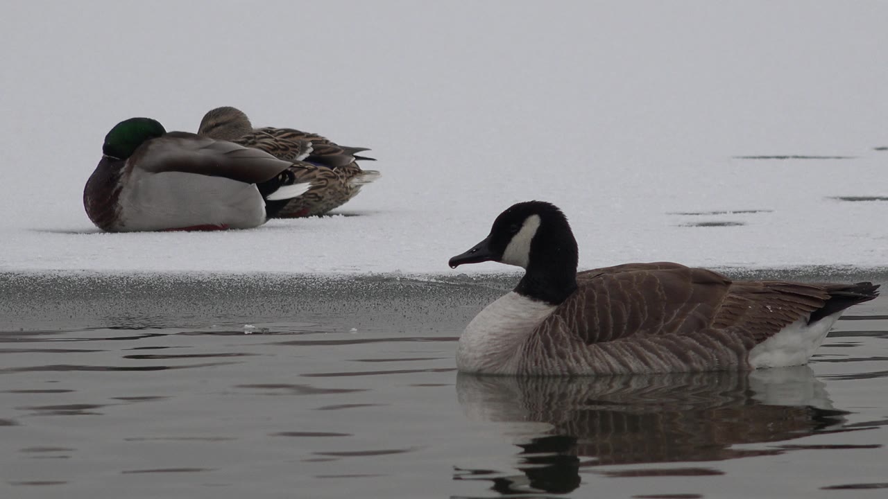 Canada goose swimming past ripples with mallards seated on a snowy edge