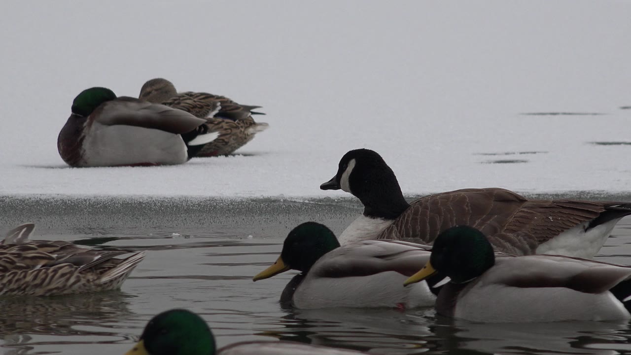 In Westminster, Colorado, mallard ducks and a Canada goose sit and swim near a pale snowy or icy bank, with rippled water in front and no visible people.
