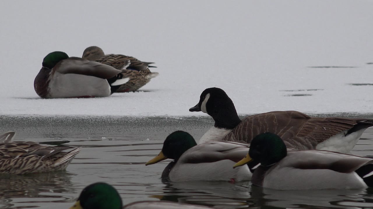 In Westminster, Colorado, two mallards pass in front of a Canada goose while additional ducks rest on the snowy or icy edge, with no visible people.