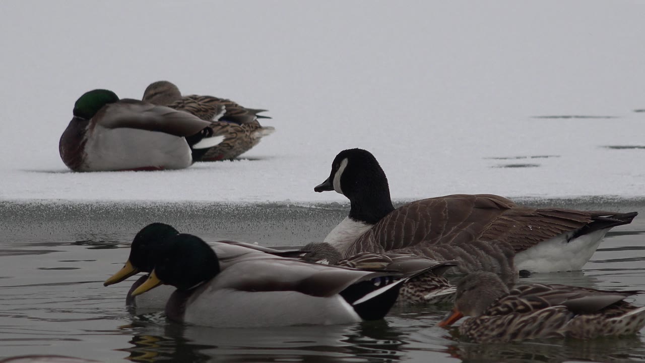 In Westminster, Colorado, the Canada goose is centered behind mallards as they swim along the cold waterline, with resting ducks on the snow or ice and no visible people.