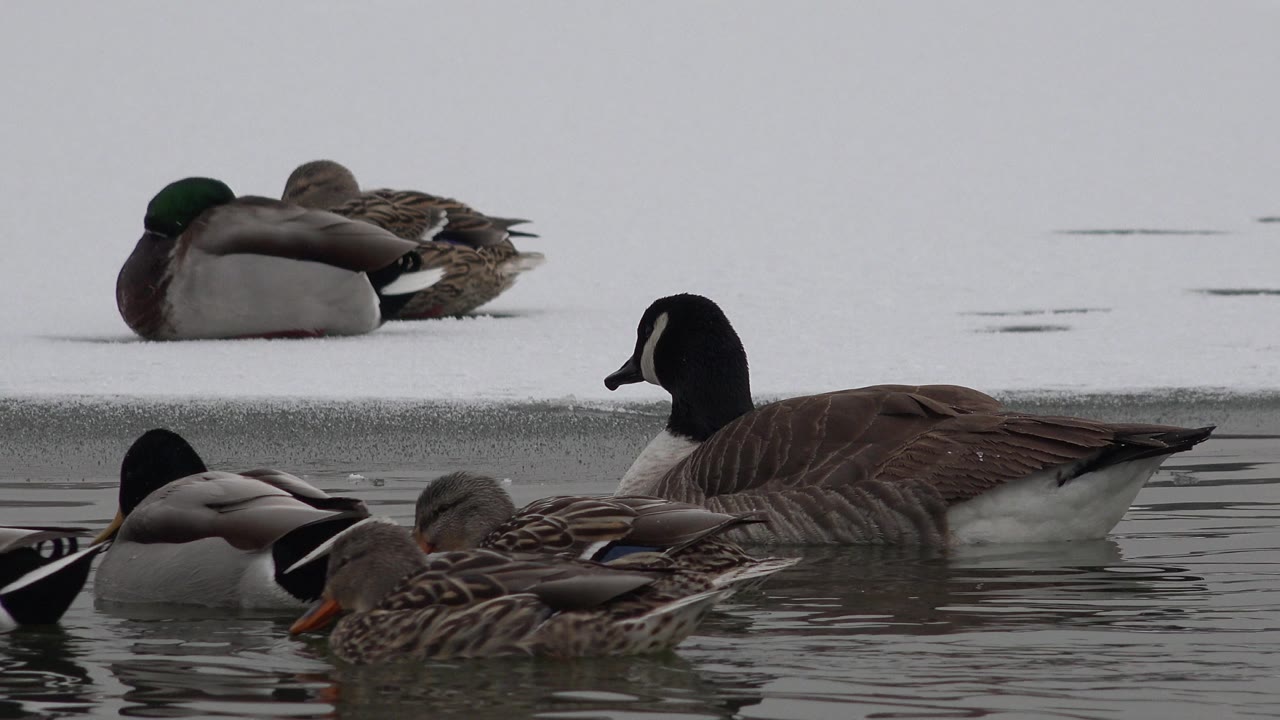 Goose near the right side with ducks in the water.