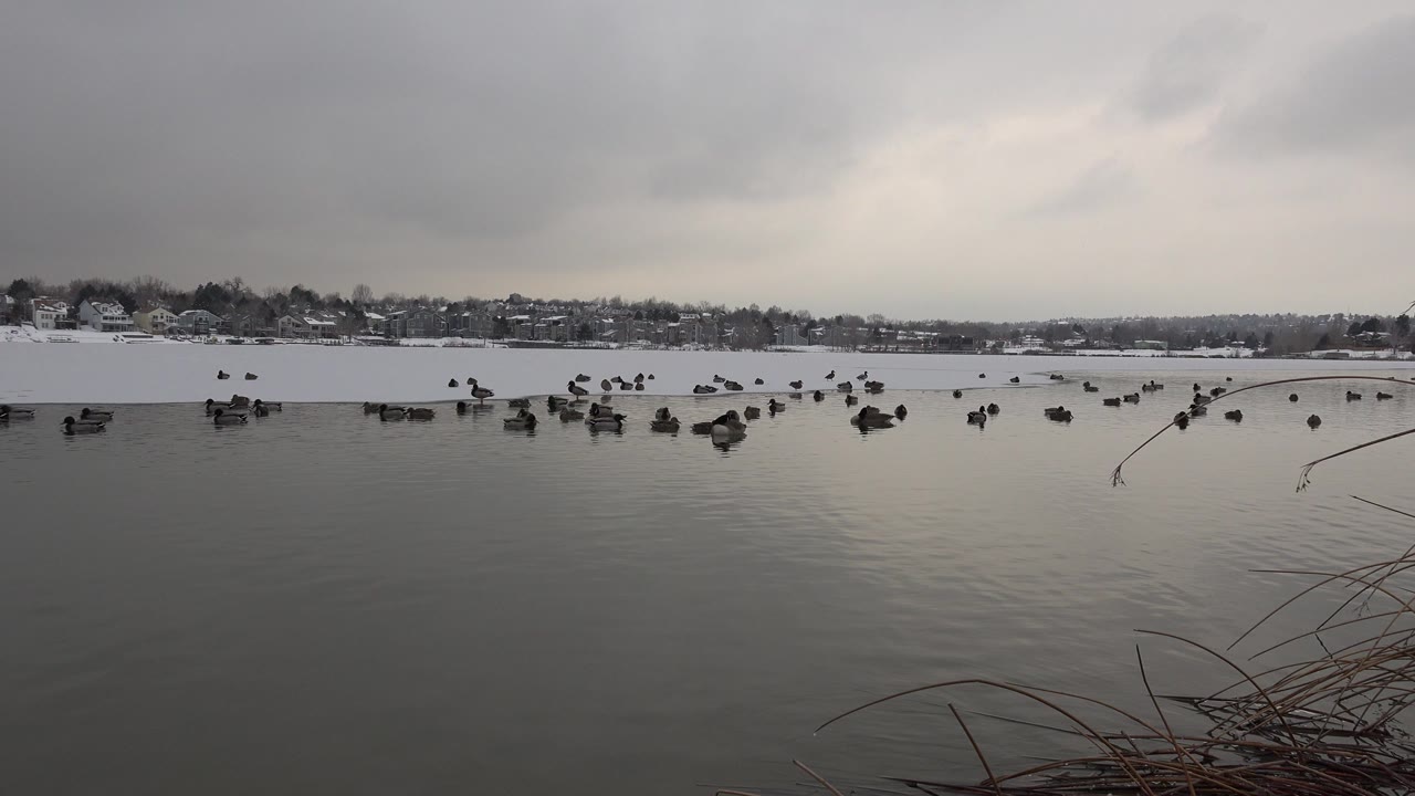 Opening view of birds spread across a gray lake in Westminster, Colorado, with snow along the far shoreline, reeds in the foreground, and no visible people.