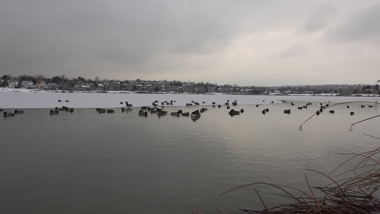 Scattered ducks or waterfowl on lake with reeds in foreground