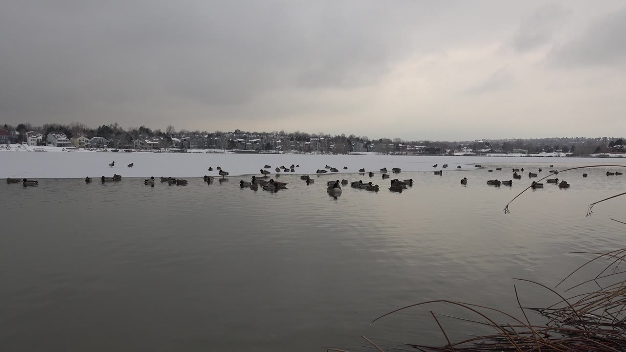 Winter lake with birds on ice and water under gray clouds.