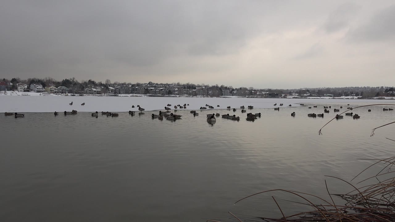 Westminster, Colorado lake frame with clustered birds across the icy midground, dark water in front, a snow-covered opposite bank, distant houses, and no visible people.