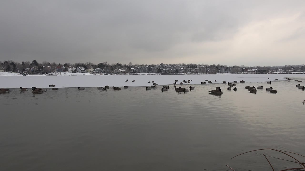 Ducks floating on a cloudy pond with distant shoreline homes.