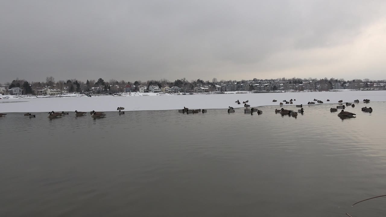 Birds swimming on gray water near a snowy far bank.