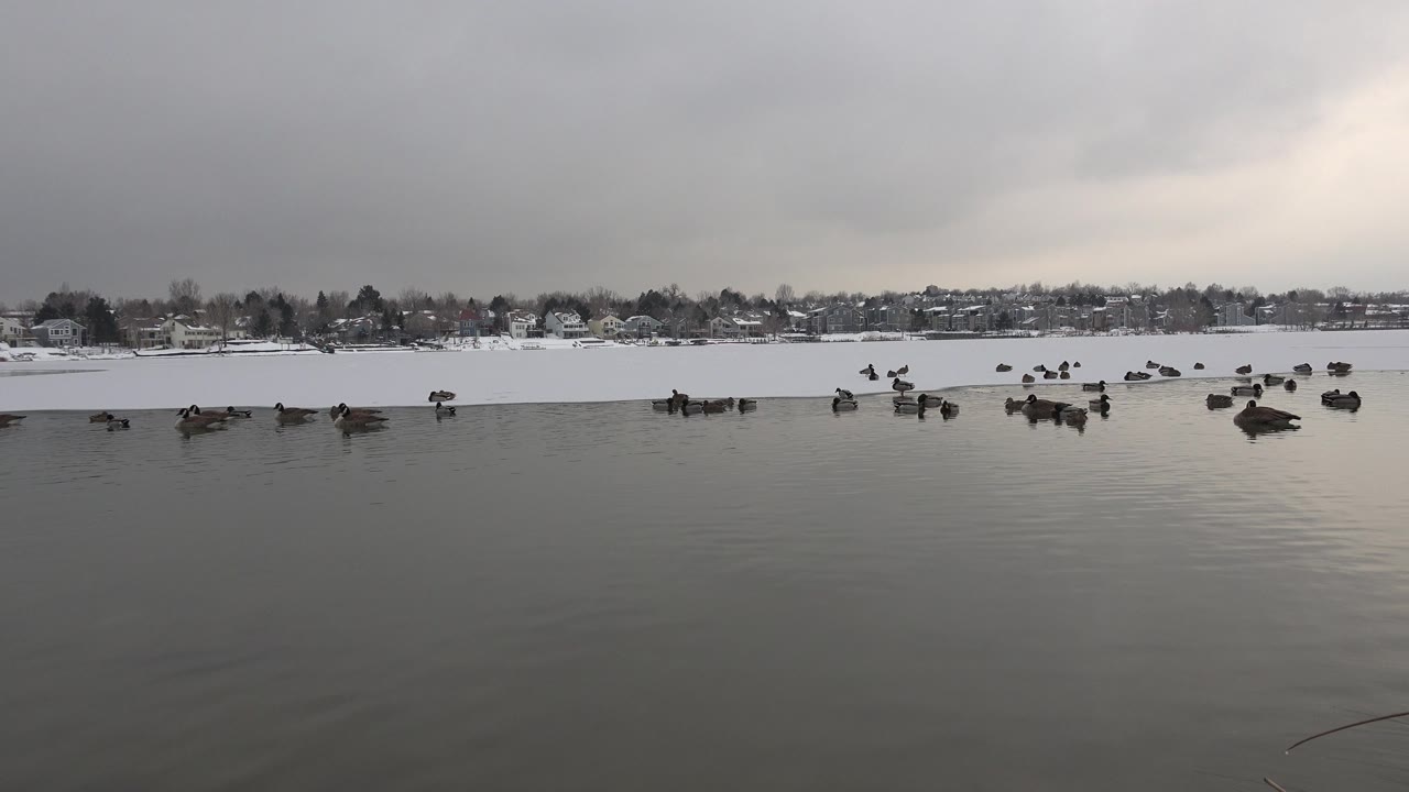 Birds are spread across the midground of a Westminster, Colorado lake, with rippled gray water, a white snowy shore, distant houses, and no visible people.