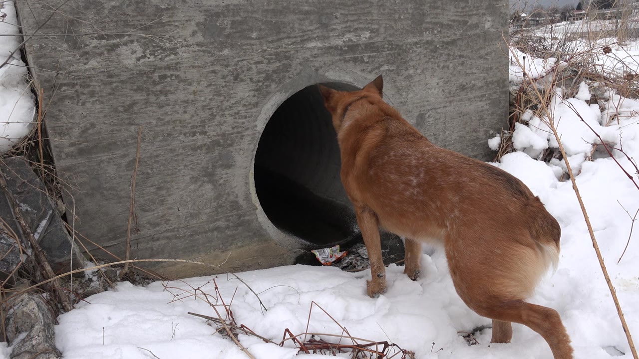 A brown dog remains close to the circular drainage pipe in Westminster, Colorado, with its head near the opening, snow underfoot, dry stems around the edges, and no visible people.