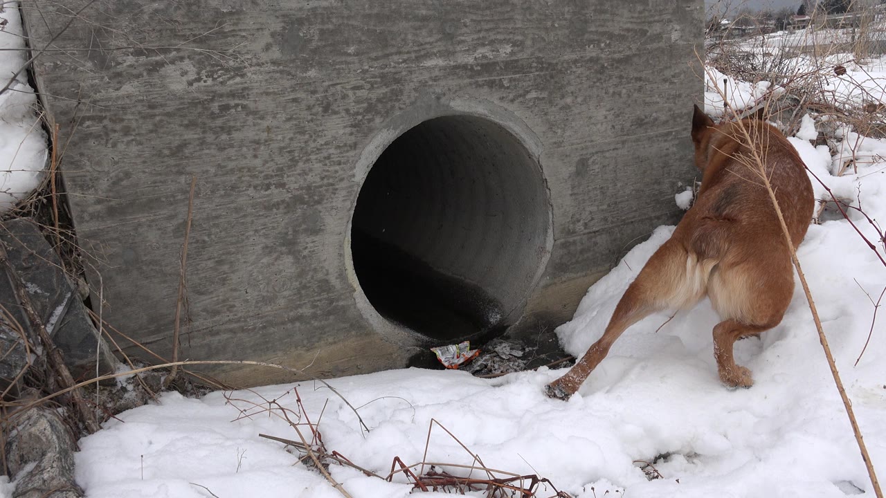 At 0:00 in Westminster, Colorado, a brown dog leans into snowy brush beside a round concrete culvert opening, with no visible people.