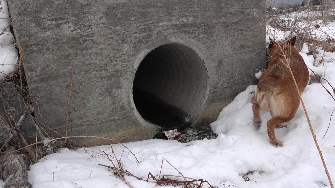 Brown dog at the right edge of a snowy culvert scene.