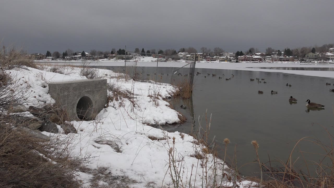 Snowy riverbank with concrete culvert, ducks on water, and distant houses.