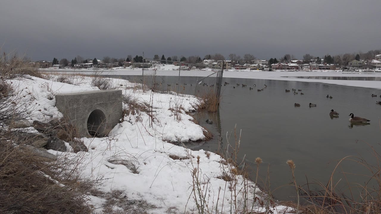 The Westminster, Colorado riverbank remains framed from ground level, with the culvert on the left, ducks spread across the water, and no visible people.