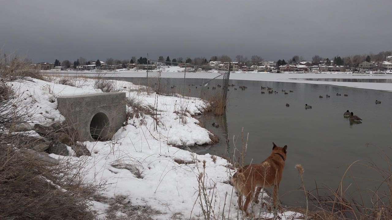 At the start of the Westminster, Colorado clip, a brown dog stands in snowy brush beside a gray waterway with birds floating offshore and no visible people.