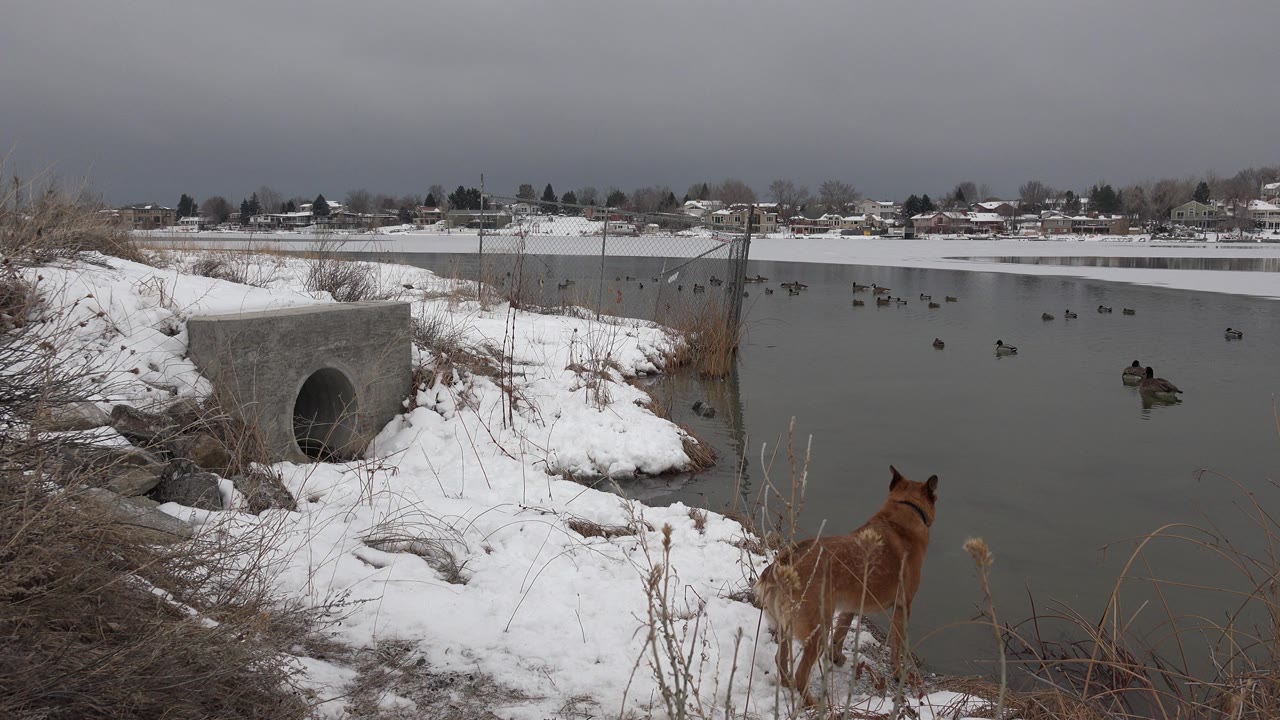 One second in, the brown dog remains near the lower right bank in Westminster, Colorado, looking toward birds scattered across the cold water with no visible people.