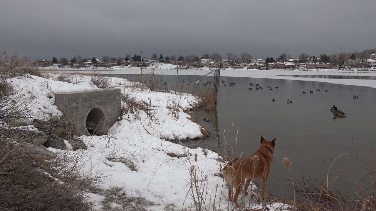 Brown dog near snowy brush with birds on the water beyond.