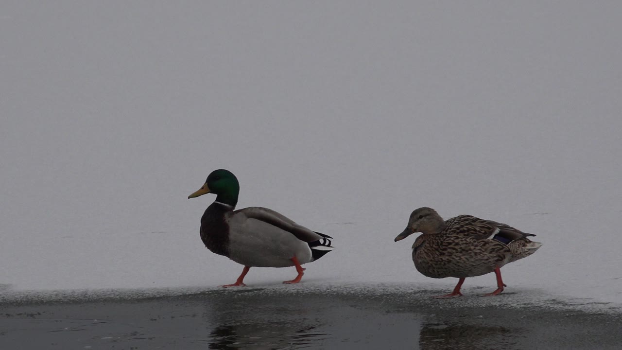 Two ducks walk left to right on dark ice beside gray water in Westminster, Colorado, with snow or pale ice behind them and no visible people.