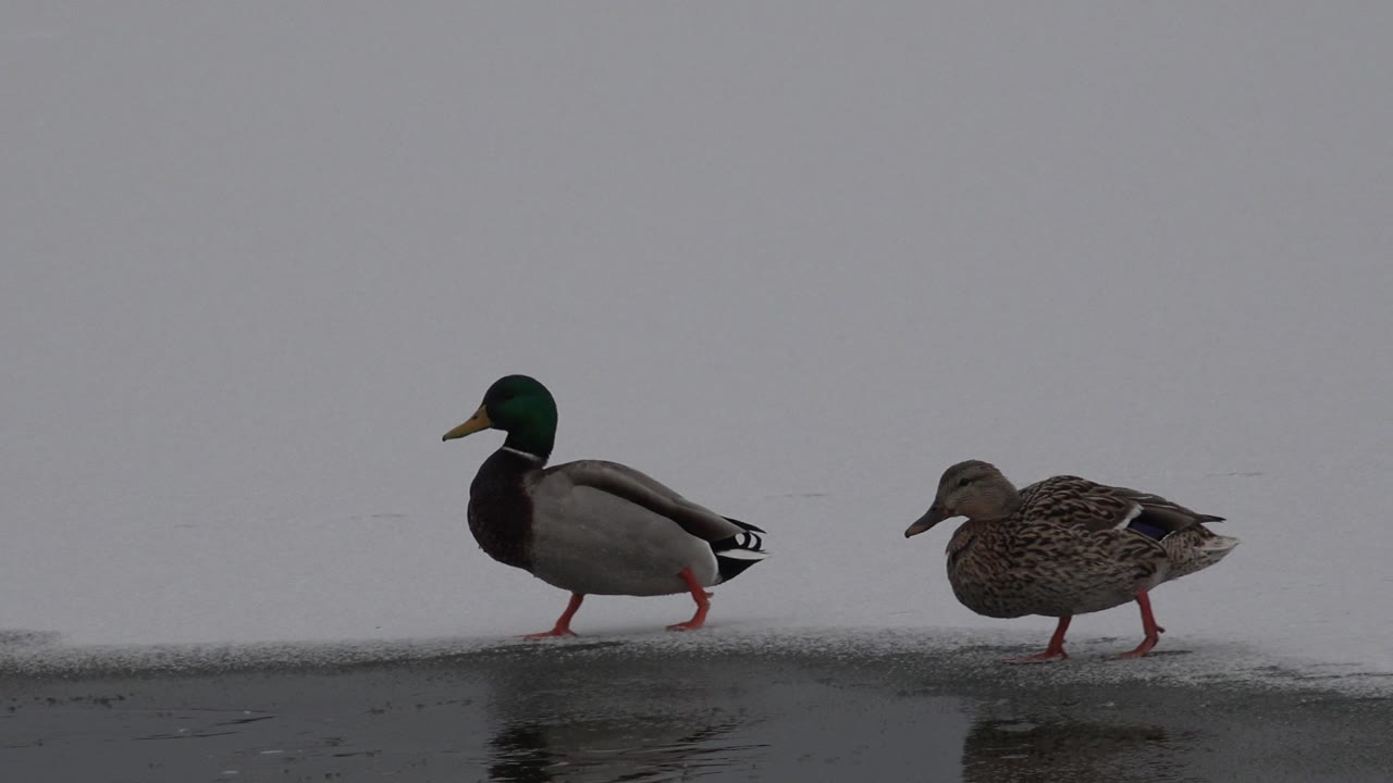 The duck pair continues across the icy shoreline, with the green-headed duck slightly ahead and the brown duck following against a flat pale background in Westminster, Colorado, with no visible people.