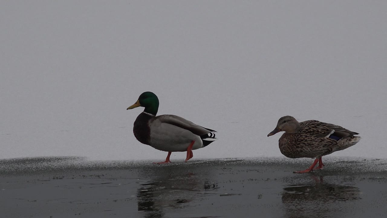 Two ducks stand separated on a dark strip of ice near open lake water in Westminster, Colorado, with their legs visible and no visible people.