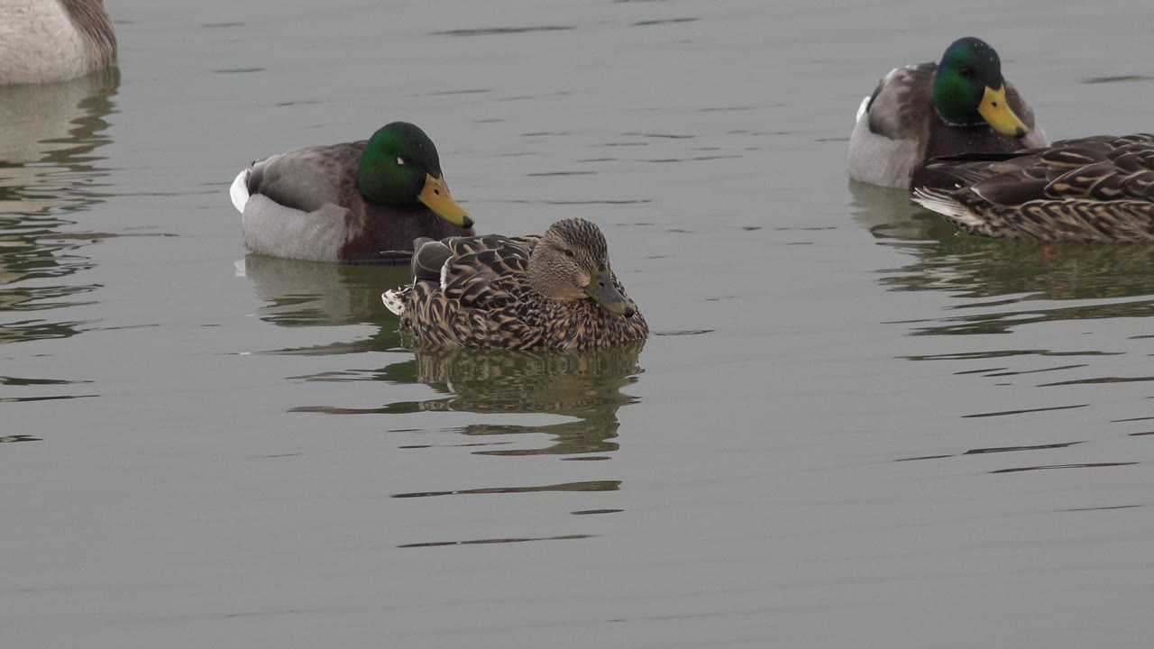 A mallard drake and a brown duck swim close together on gray-green water in Westminster, Colorado, with part of a larger waterfowl visible at the top edge and no visible people.