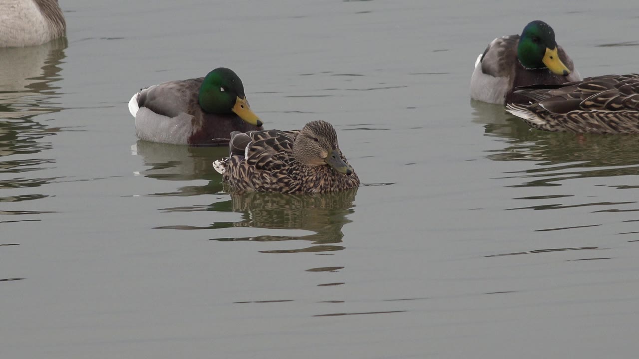 Two mallard drakes sit behind a brown duck on muted pond water in Westminster, Colorado, with light ripples spreading across the frame and no visible people.
